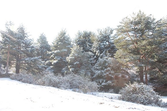 BOSQUE NEVADO