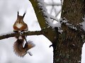 ARDILLA Y NIEVE