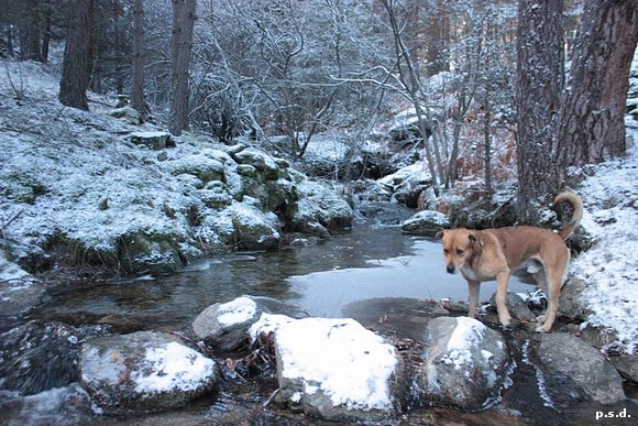 "TINTO" JUNTO AL CEGA NEVADO