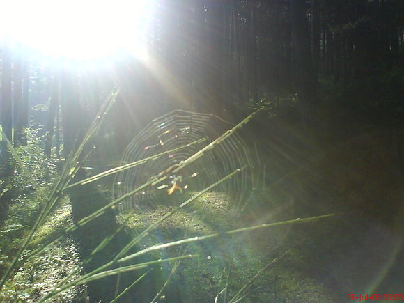 TELA DE ARAÑA