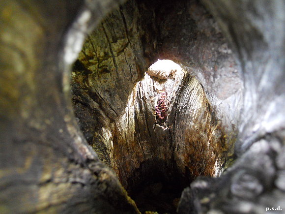 Interior del tronco de un manzano