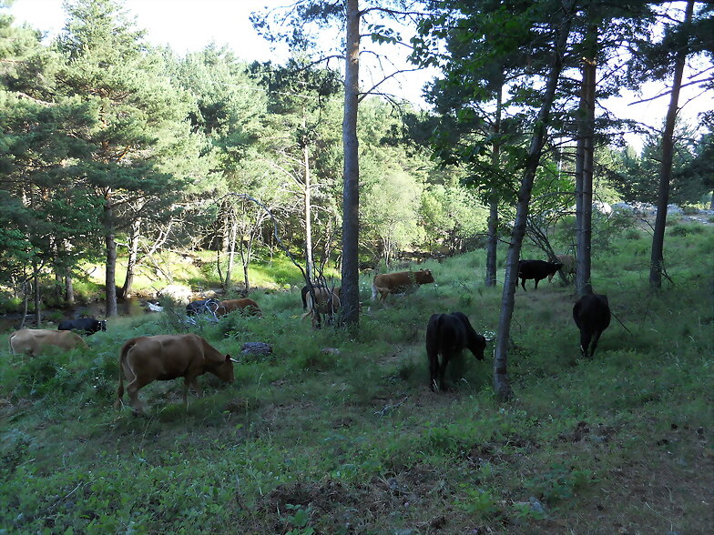 VACAS PASTANDO EN EL PINAR