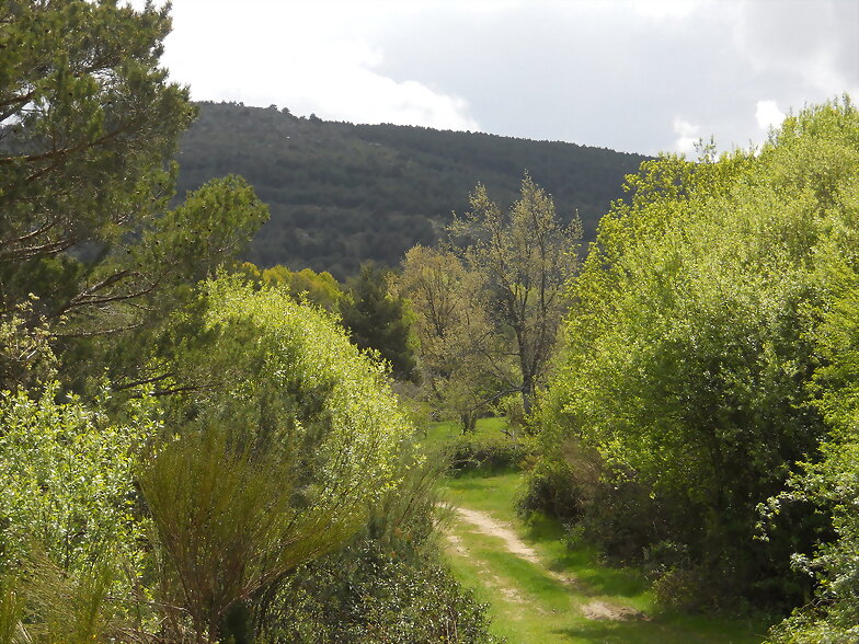 Verde pimavera