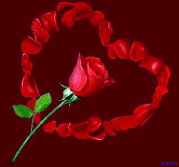 rosa con rosas