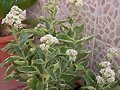 Sedum Panach&eacute; Frosty Morn