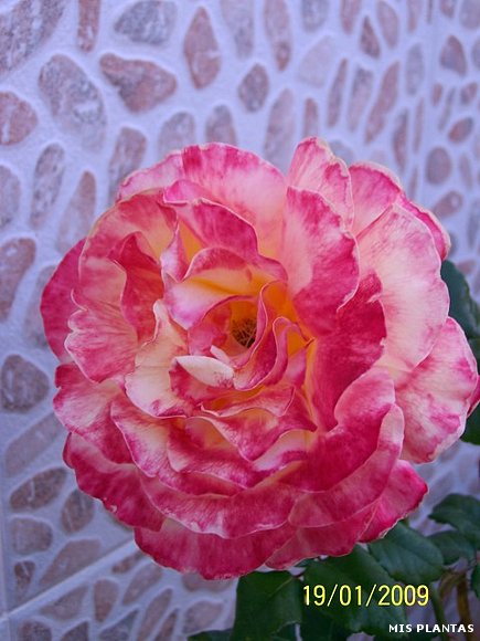 Rosa