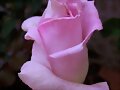 Rosas