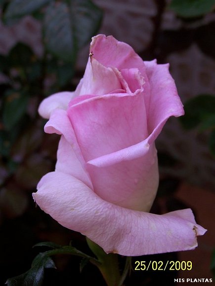 Rosas