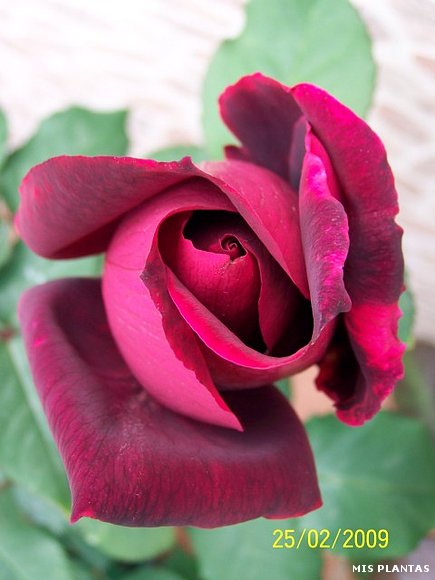 Rosa