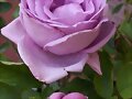 Rosas
