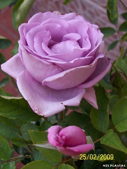 Rosas