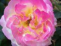 Rosal &quot;Bella Roma&quot;