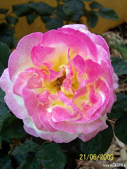 Rosal "Bella Roma"