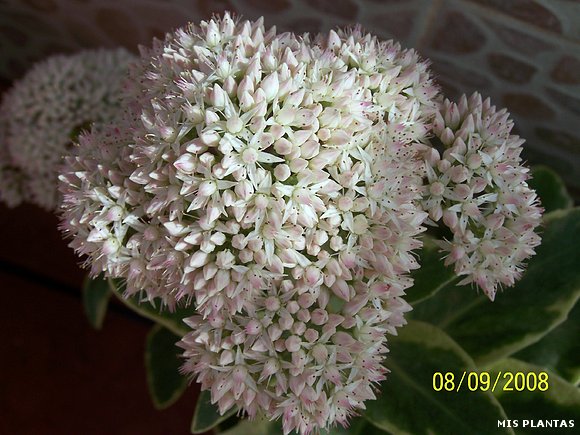 Flor sedum Panaché