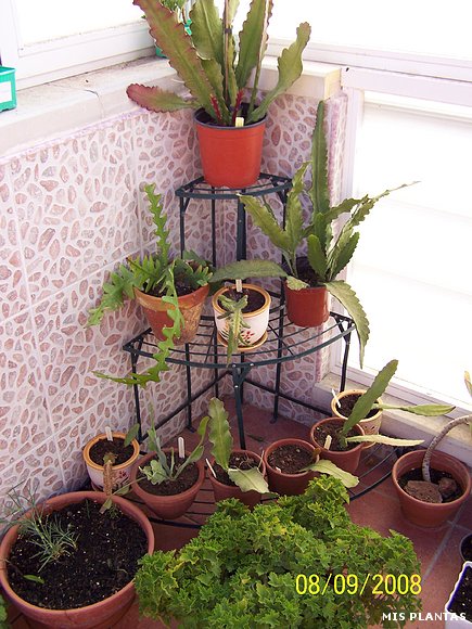 Rincón de epiphylliums
