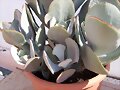 Suculenta desconocida
