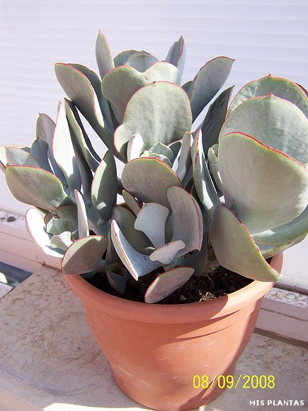 Suculenta desconocida