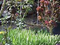 Stapelia y verol entre otras plantas...