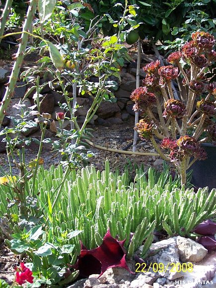 Stapelia y verol entre otras plantas...