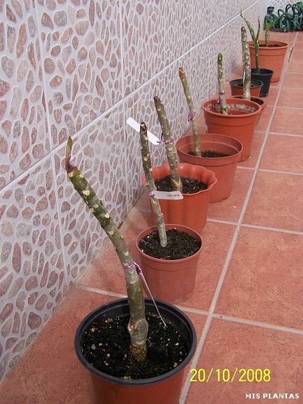 Mis Plumerias Thailandesas