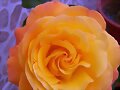 Rosal