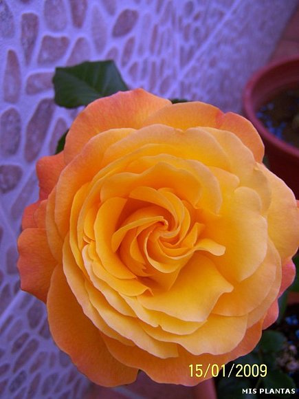 Rosal