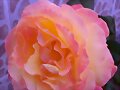 Rosal