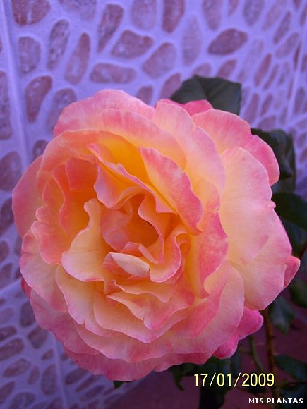 Rosal