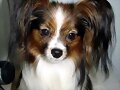 Papillon,Doc