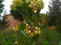 Flores de Madro&ntilde;o