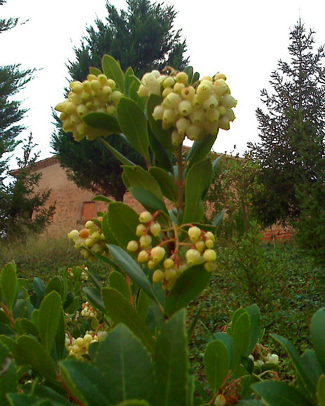 Flores de Madroño