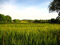 Campo de Cereales