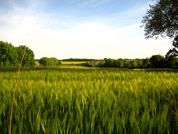 Campo de Cereales