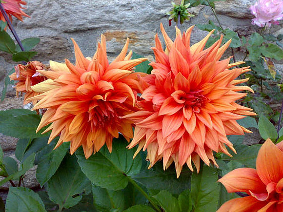 Flores ,Dedicada a la Chica de los ojos Tristes