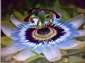 Flor espectacular