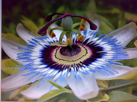 Flor espectacular