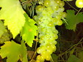 Racimo de Uvas