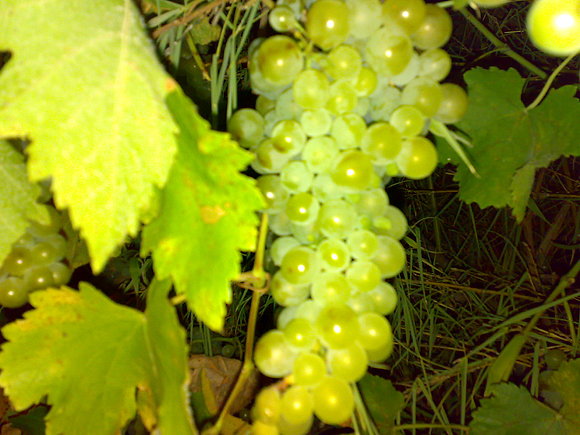 Racimo de Uvas