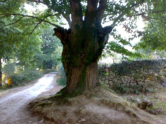 camino de santiago