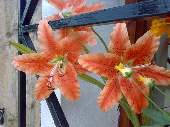 flores en la ventana