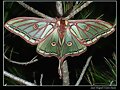 graellsia Isabelae