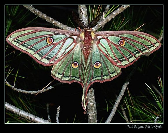 graellsia Isabelae