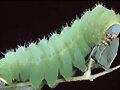 ORUGA