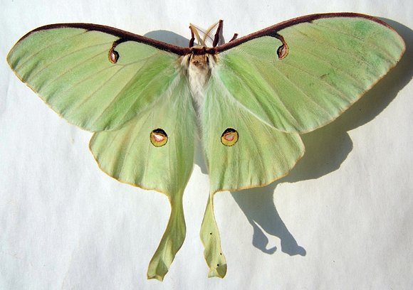 Actias Luna
