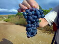 Uvas negras de Navarra