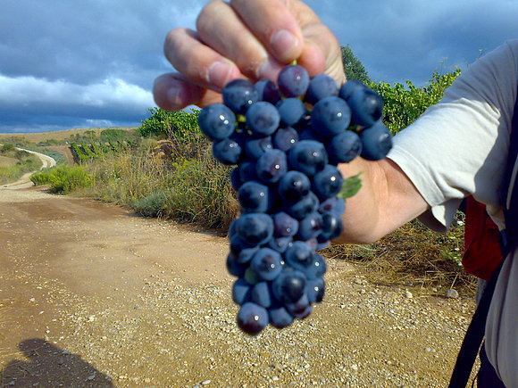 Uvas negras de Navarra