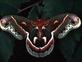 Mariposa Nocturna