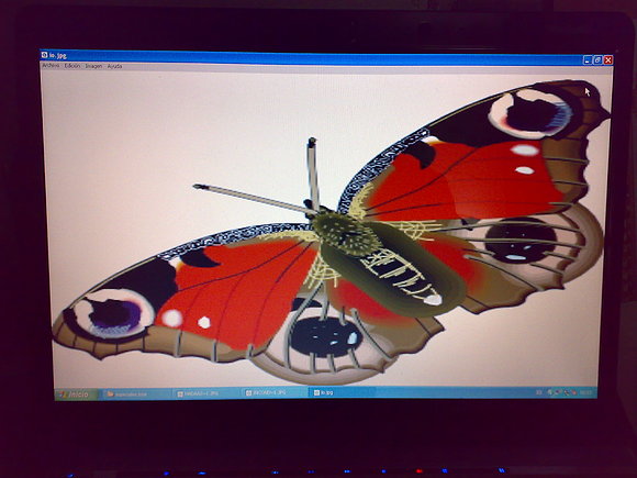 Mariposa Diurna
