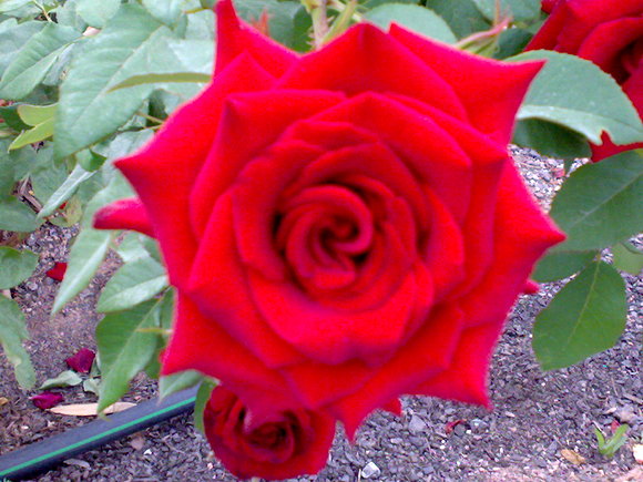 Terciopelo Rojo