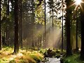 BOSQUE.
